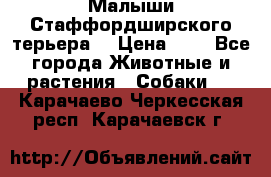 Малыши Стаффордширского терьера  › Цена ­ 1 - Все города Животные и растения » Собаки   . Карачаево-Черкесская респ.,Карачаевск г.